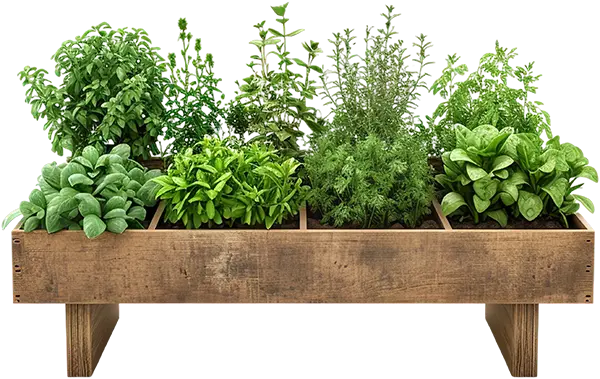 Seed Bed