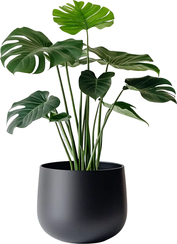 Monstera