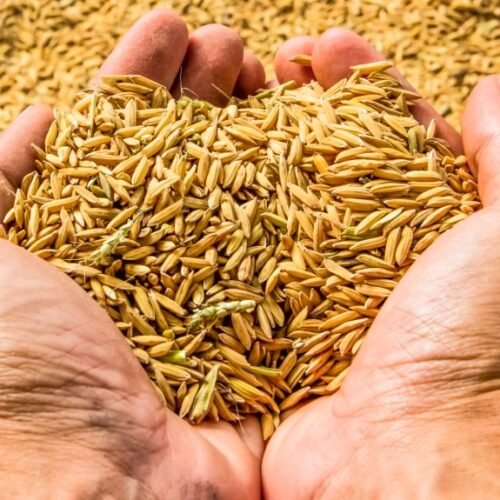 How-would-be-rice-procurement-for-Kharif-Marketing-Season-2020-21